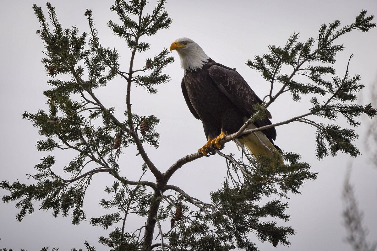 Eaglewatch tree